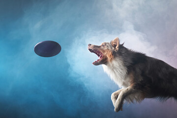 Jumping border collie and catches a disk. The movement of the dog in colored smoke. Sports with an...