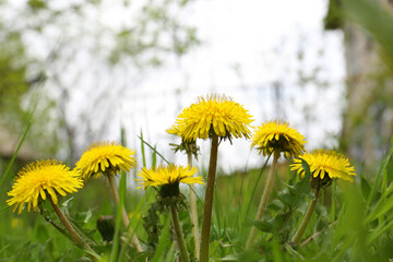 Beautiful yellow dandelion flowers growing outdoors, closeup