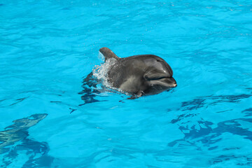 Obraz premium Dolphin swimming in pool at marine mammal park
