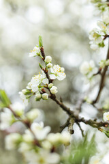 Blossoming cherry tree outdoors on spring day, closeup
