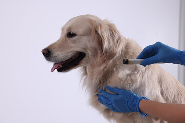 Veterinary holding moxa stick near cute dog on white background, closeup. Animal acupuncture treatment