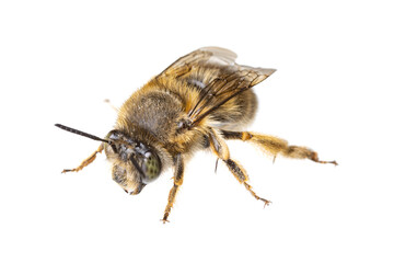 insects of europe - bees: macro of female Anthophora crinipes (Pelzbienen)  isolated on white background - top view