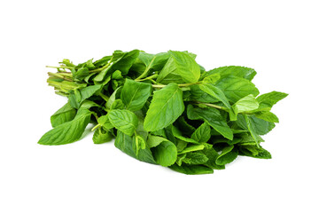 Newly harvested fresh mint on isolated white background