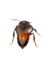insects of europe - bees: rear view of blood bee Specodes  (german Blutbiene)  isolated on white background with