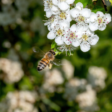 Honeybee in the spring is flying to a mirabelle blossom