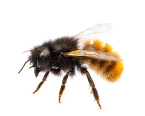 insects of europe - bees: side view of female Osmia cornuta European orchard bee (german Gehörnte...