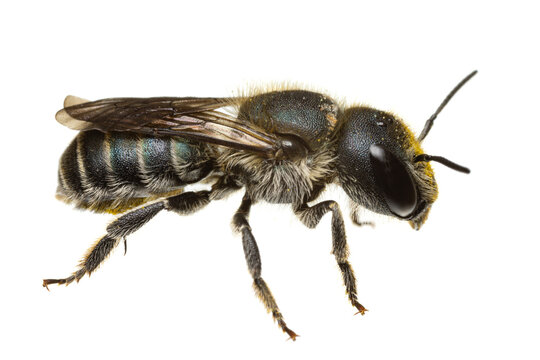 insects of europe - bees: side view of female Osmia caerulescens blue mason bee  (german Stahlblaue Mauerbiene)  isolated on white background - back visible