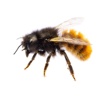 insects of europe - bees: side view of female Osmia cornuta European orchard bee (german Geh&ouml;rnte Mauerbiene)  isolated on white background