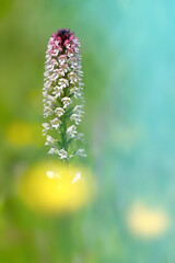 Orchis brulée, Orchis ustulata avec effets de bokeh