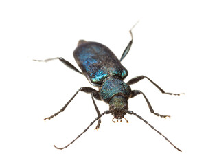 insects of europe - beetles: front view of Callidium violaceum ( german Blauvioletter Scheibenbock ) isolated on white background