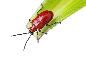insects of europe - beetles: top view of scarlet lily beetle ( Lilioceris lili german...