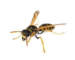 insects of europe - wasps: macro of European paper wasp ( Polistes dominula)  isolated on white...