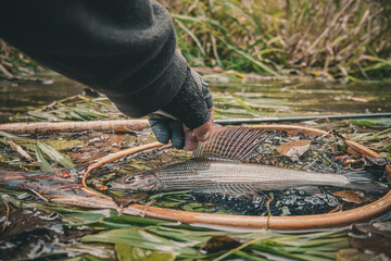 Grayling is caught on a forest stream. Fly fishing and tenkara.