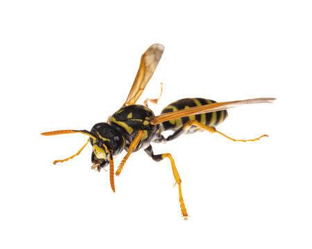 insects of europe - wasps: macro of European paper wasp ( Polistes dominula)  isolated on white background - diagonal view
