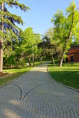 Different species of evergreen coniferous trees, yew trees, taxus baccata growing on a green lawn in a garden with a winding garden footpath, walkway, road.