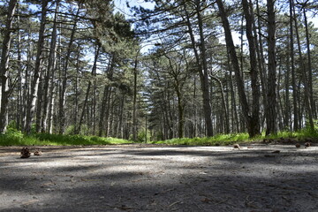 road in the woods