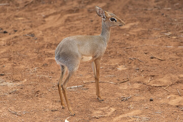 Naklejka na ściany i meble Cute Günther's dik-dik - Madoqua guentheri - endemic mammal from dry Africa on the brown ground background. Picture from Samburu National Reserve in Kenya.