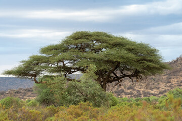 Widok akacji z Samburu National Reserve w Kenii. - obrazy, fototapety, plakaty