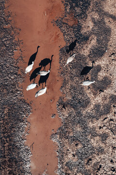 Flock of common crane (Grus grus) birds resting near the pond during springtime migration, aerial