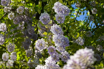 Wisteria floribunda. Wisteria floribunda, common name Japanese wisteria, is a species of flowering plant in the family Fabaceae, native to Japan.  Amazing flowers.Wisteria floribunda Japanese Wisteria