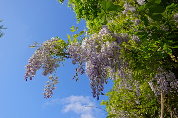 Wisteria floribunda. Wisteria floribunda, common name Japanese wisteria, is a species of flowering plant in the family Fabaceae, native to Japan.  Amazing flowers.Wisteria floribunda Japanese Wisteria
