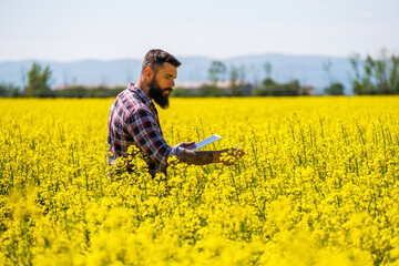 Farmer is standing in his blooming rapeseed field and examining the progress of crops.