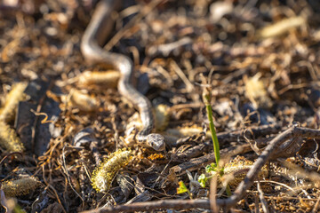 Young Pacific gopher snake (Pituophis catenifer catenifer) slithers on the ground.