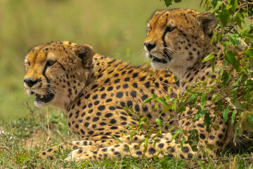 Dwa gepardy łac. Acinonyx obserwujące otocznie. Fotografia z  Masai Mara National Reserve w Kenii.