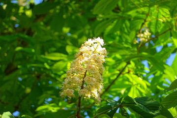 Aesculus hippocastanum horse chestnut tree in bloom, group of white flowering flowers and green leaves on branches