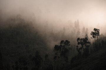 Awesome landscape of nature with thick fog rolling through hills with trees