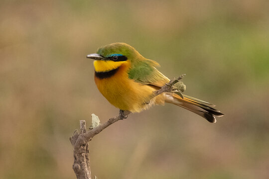 Colorful little bee-eater - Merops pusillus - perched with yellow green background. Pocture from Masai Mara National Reserve in Kenya.