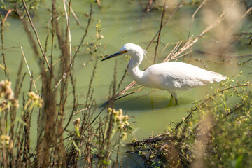 Snowy egret (Egretta thula) stands in the shallow water of the lake and waits for prey.