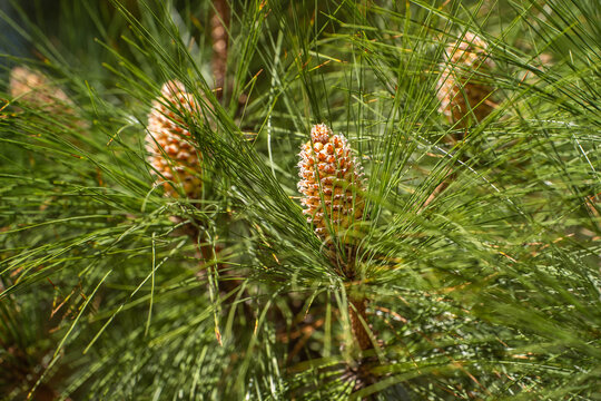 Longleaf pine branches with young cones (Pinus palustris). Pine tree with long needles and cones.