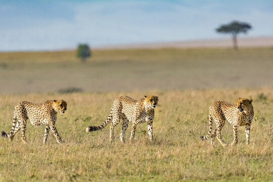 Fototapeta Krajobraz z trzema gepardami  łac. Acinonyx patrolującymi  sawannę w Masai Mara National Reserve w Kenii.
