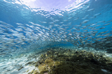 Seascape with Bait Ball, School of Fish, Mackerel fish in the coral reef of the Caribbean Sea, Curacao