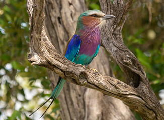 Kolorowa kraska liliopierśna łac. Coracias caudatus siedząca na gałęzi z drzewem w tle. Fotografia z Masai Mara National Reserve  - Kenia. © PIOTR
