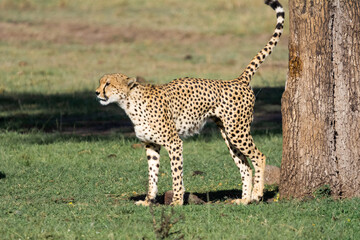Cheetah -  Acinonyx marking the territory in Masai Mara Reserve in Kenya
