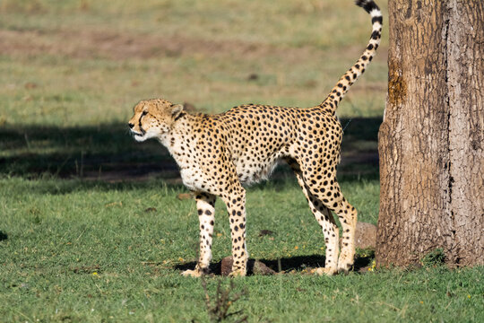Fototapeta Cheetah -  Acinonyx marking the territory in Masai Mara Reserve in Kenya