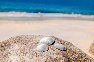 Fototapeta na wymiar white shells on the beach sand