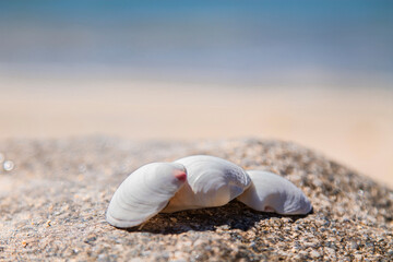 white shells on the beach sand