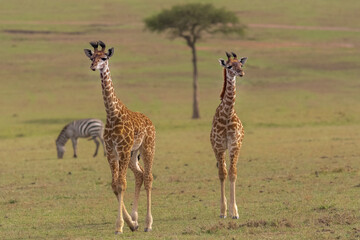 Żyrafy kenijskie, żyrafy masajskie łac. Giraffa tippelskirchi idące sawanna z akacją w tle. Fotografia z Masai Mara National Reserve w Kenii.