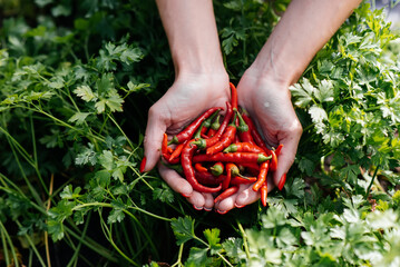 Hot chili pepper close-up in the hands of a girl against the background of a garden and greenery....