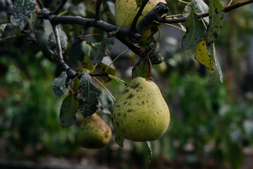 Ripe, mature pears grow close-up on trees in the garden. Agriculture and healthy organic food. Natural and environmentally friendly agriculture.