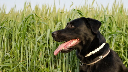 black labrador dog against the backgroun of wheat 