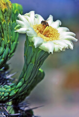 Blooming Saguaro, Arizona