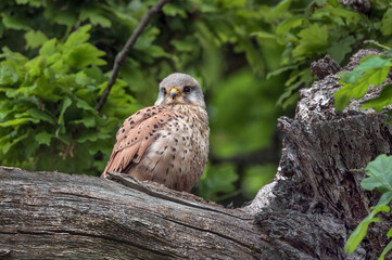 Kestrels living wild in the forest