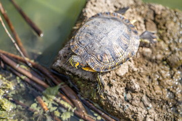 Red-eared turtle (Trachemys scripta elegans) resting on a stone in the lake.