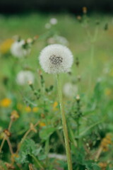 美しいたんぽぽの綿毛
