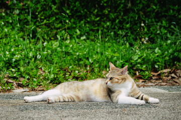 道に横たわる猫のポートレート