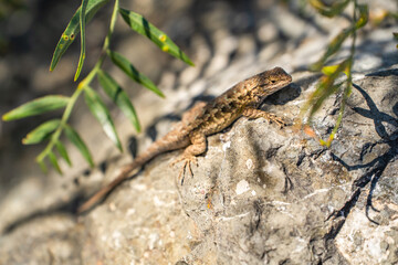 Eastern Fence Lizard (Sceloporus undulatus) sitting on a rock. 